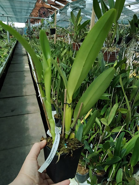 Cattleya labiata 'Sangue Azul' x bowringiana coerulea.jpg