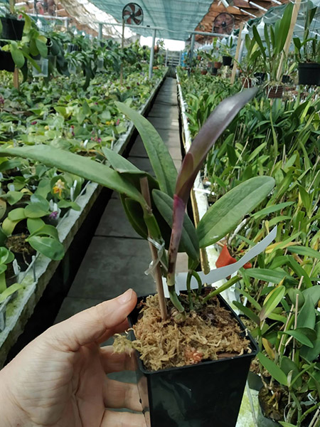 Cattleya kerrii x SELF.jpg