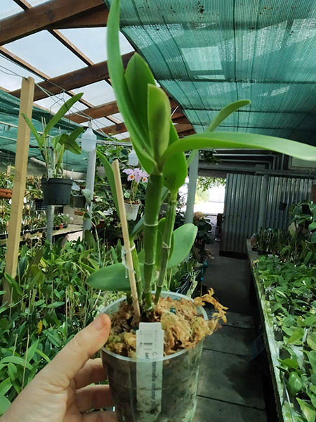 Cattleya intermedia vinicolor (HG) x self.jpg