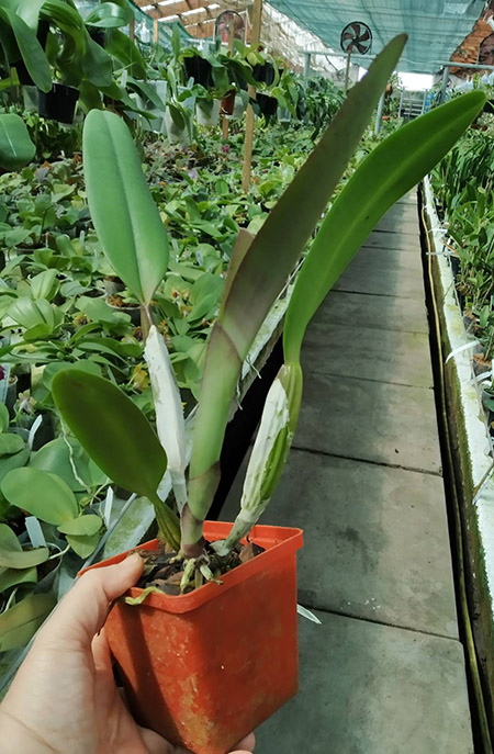 Cattleya percivaliana tipo 'Remolacha' x self.jpg