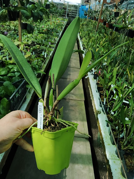 Cattleya eldorado semi-alba flamea.jpg