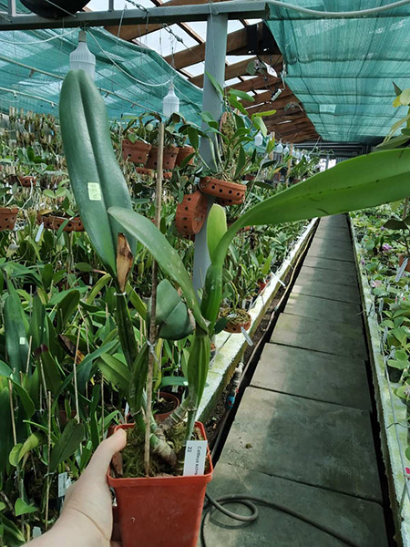 Cattleya schroederae.jpg
