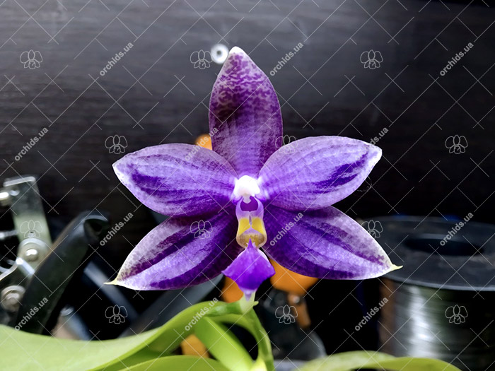 Phalaenopsis violacea indigo x lueddemanniana blue.jpg