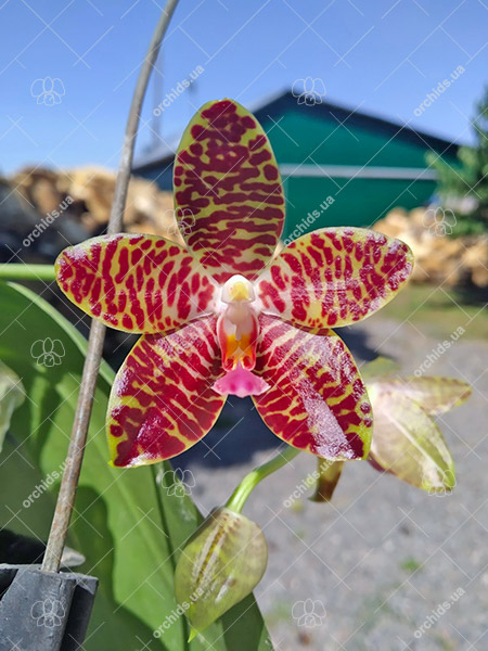 Phalaenopsis gigantea 'KF#8' x Ho's Kungfong Glory.jpg