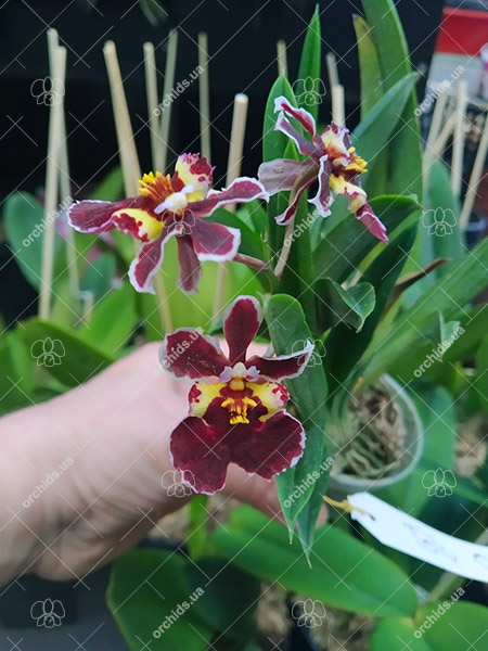 Oncidium (Tolumnia) Moriyama Invention 'Red Sun'.jpg