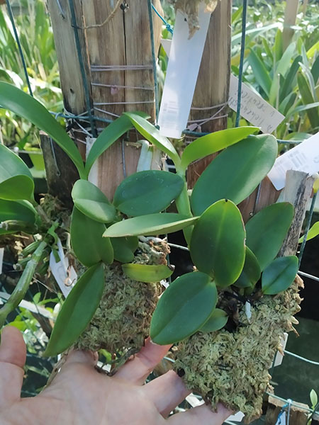 Cattleya schilleriana semi-alba.jpg