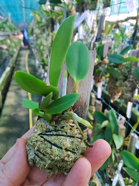 Laelia pumila alba.jpg