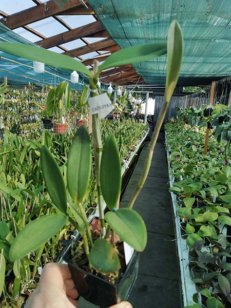 Cattleya velutina.jpg