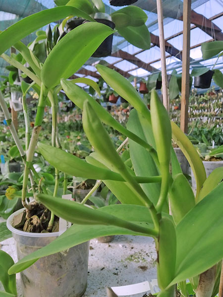 Cattleya gaskelliana coerulea 'Vista Linda' (Z-360) x Cattleya gaskelliana coerulea 'Boas Vista' (Z-360).jpg