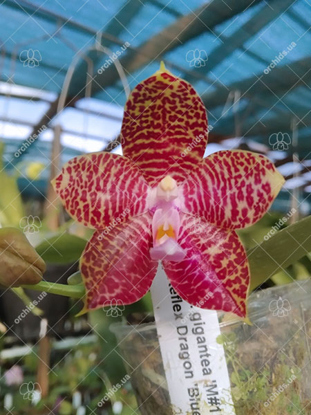 Phalaenopsis gigantea 'M#1' x Mituo Reflex Dragon 'Blue -2'.jpg
