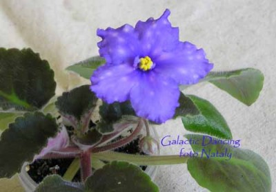 Зацвел стартерчик