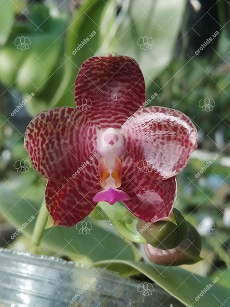 Phalaenopsis gigantea 'MS' x (Ld's Bear King x javanica) Red.jpg