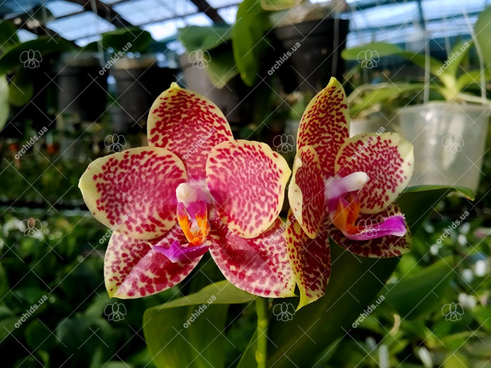Phalaenopsis KS Super Zebra x GW Green World.jpg