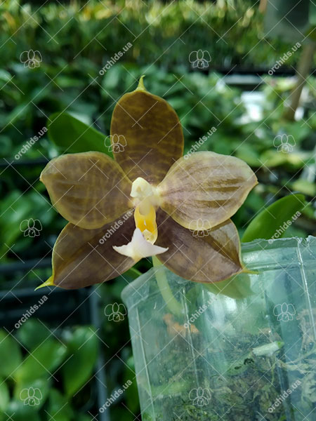 Phalaenopsis Tzu Chiang Tetralitz x Mituo Reflex Dragon.jpg
