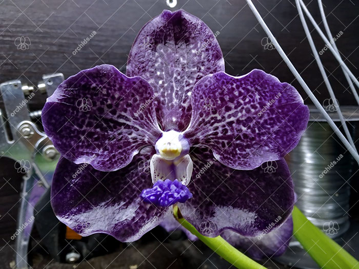 Vanda Dr Anek x Mimi Palmer.jpg