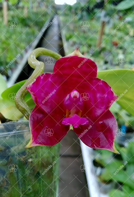 Phalaenopsis (Jong's Gigan Cherry x Miro Super Star).jpg