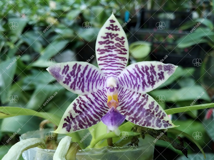 Phalaenopsis SWR GV X lueddemanniana blue.jpg