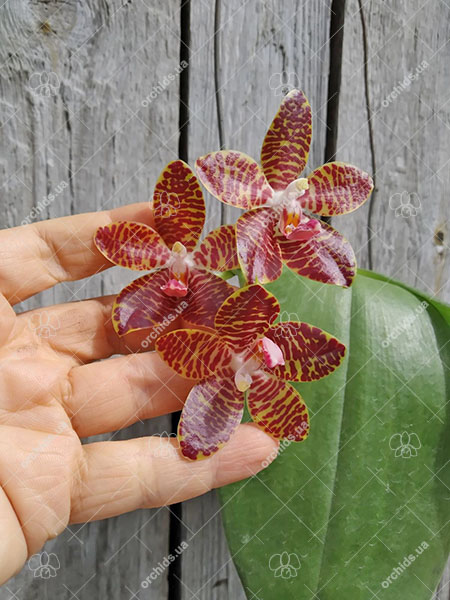 Phalaenopsis gigantea x amboinensis.jpg