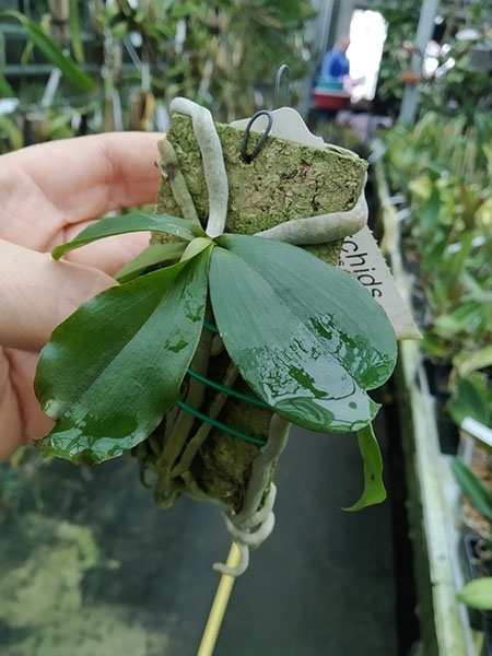 Aerangis kotschyana.jpg