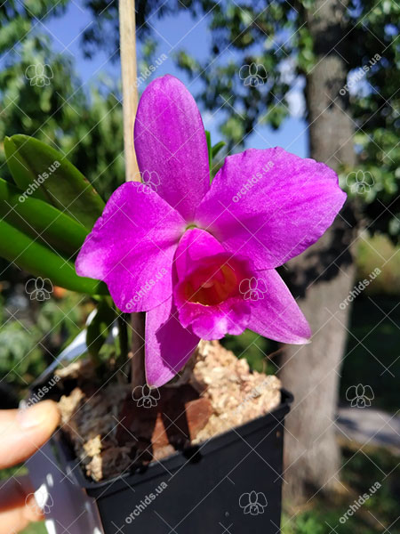 Laelia praestans (rubra 'Boneca' x rubra 'Star Trek').jpg