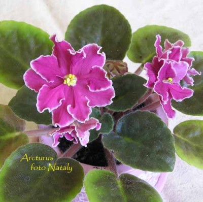 Первое цветение