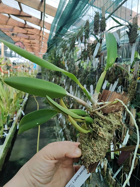 Laelia pumila semi-alba x alba.jpg