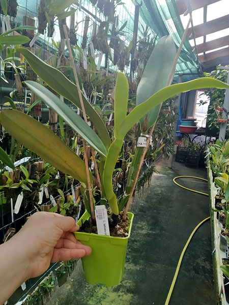 Cattleya labiata coerulea x self.jpg