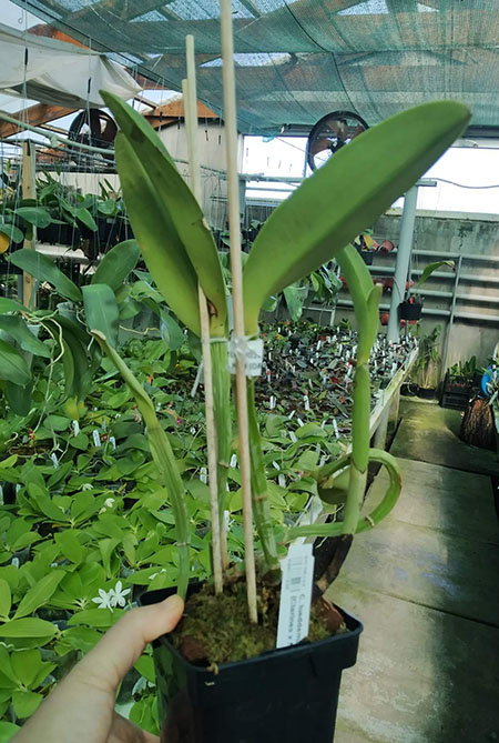 Cattleya lueddemanniana tipo (Clarines x Maruja) x pincelada.jpg