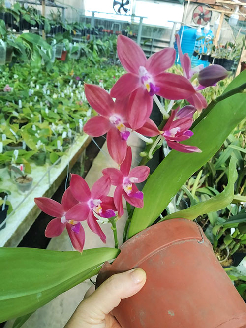 Phalaenopsis Zheng Min Muscadine '323' x speciosa '41-S'.jpg