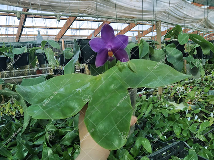 Phalaenopsis violacea indigo 'KF#1'.jpg