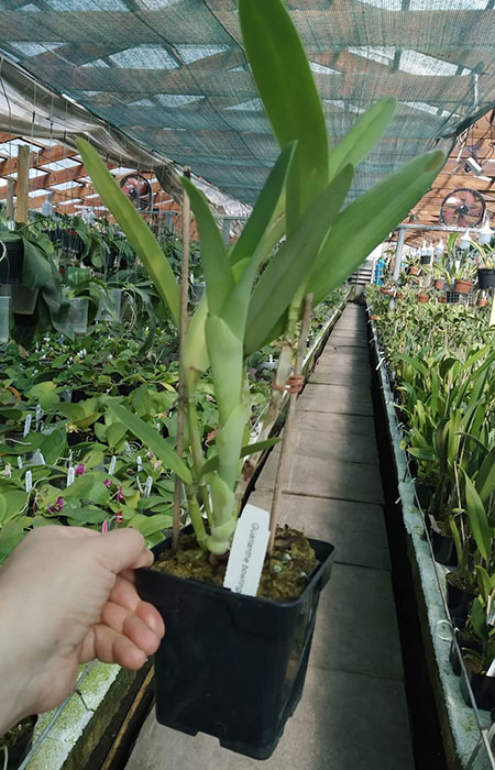 Cattleya bowringiana.jpg