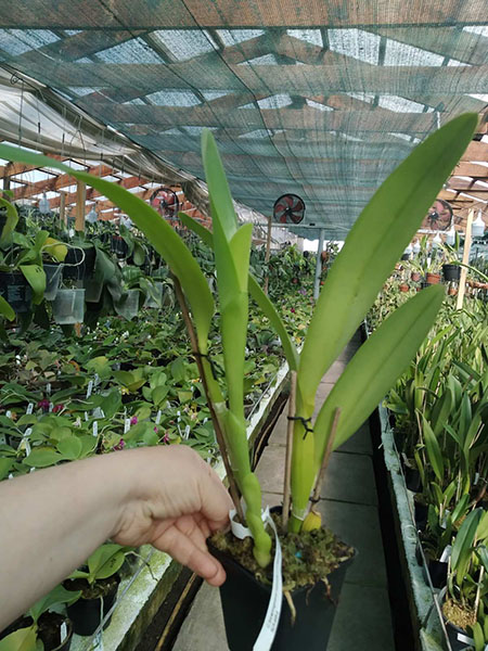 Cattleya labiata 'Sangue Azul' x bowringiana coerulea.jpg