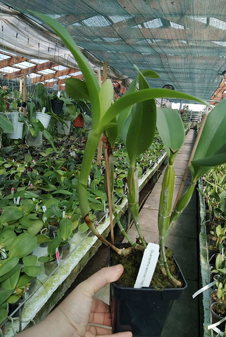 Cattleya skinneri 'Heiti Jacobs'.jpg