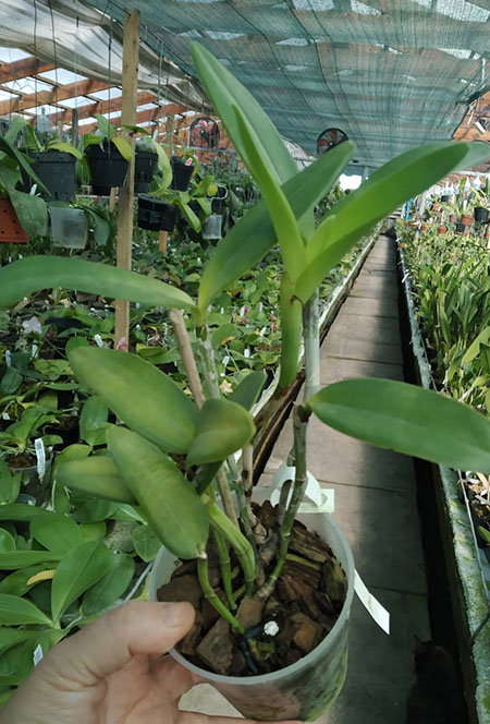 Cattleya loddigesii punctata coerulea SELF.jpg