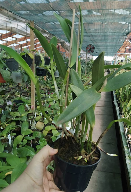 Cattleya loddigesii (pelorica x pelorica).jpg