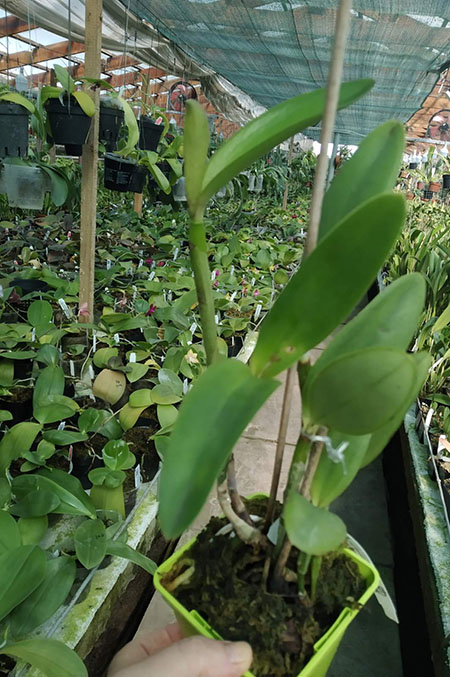 Cattleya loddigesii (punctata 'Sta Cruz' x pelorica).jpg