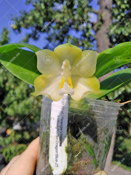 Phalaenopsis (Penang Violacea 'indigo' x Mituo Reflex Dragon 'Blue-2').jpg