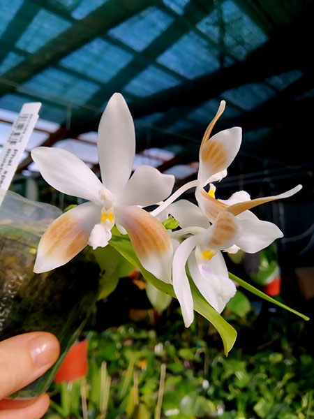 Phalaenopsis speciosa coerulea ('Su's Bluish' x 'Su's Coffee Candy').jpg