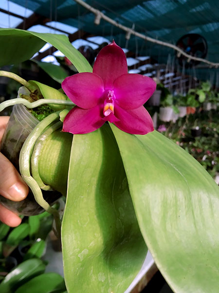 Phalaenopsis LD Bear King x Jong's Coral WooD.jpg