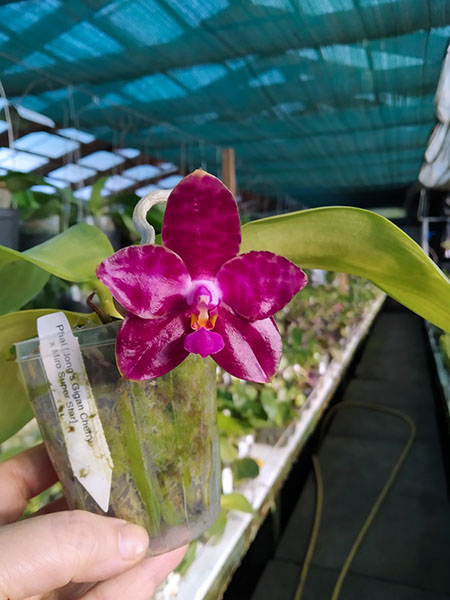 Phalaenopsis (Jong's Gigan Cherry x Miro Super Star).jpg