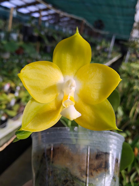 Phalaenopsis Zheng Min Muscadine x amboinensis flava.jpg