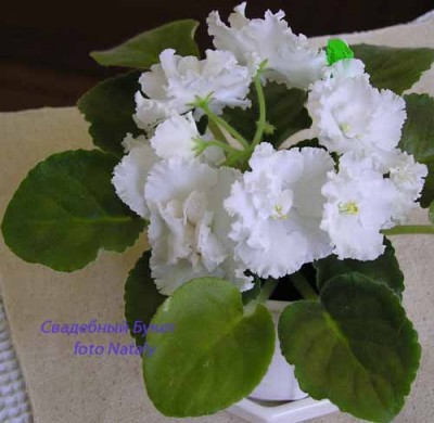 Вот такой букетик