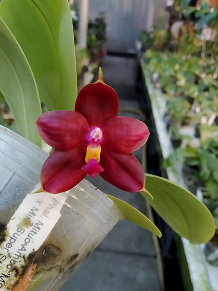 Phalaenopsis (Mituo Ambo x Miro Super Star).jpg