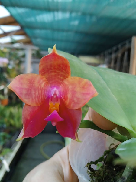Phalaenopsis (Mituo Ambo x Miro Super Star).jpg