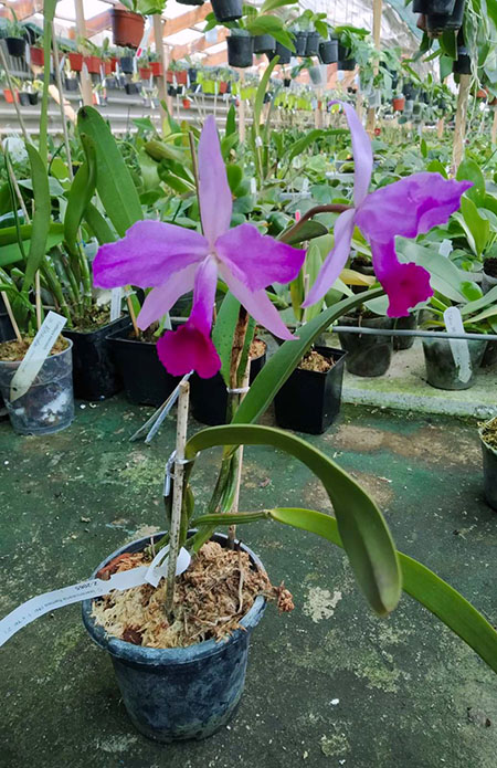 Cattleya lawrenceana flammea 'N1' x lawrenceana flammea 'N 2'.jpg