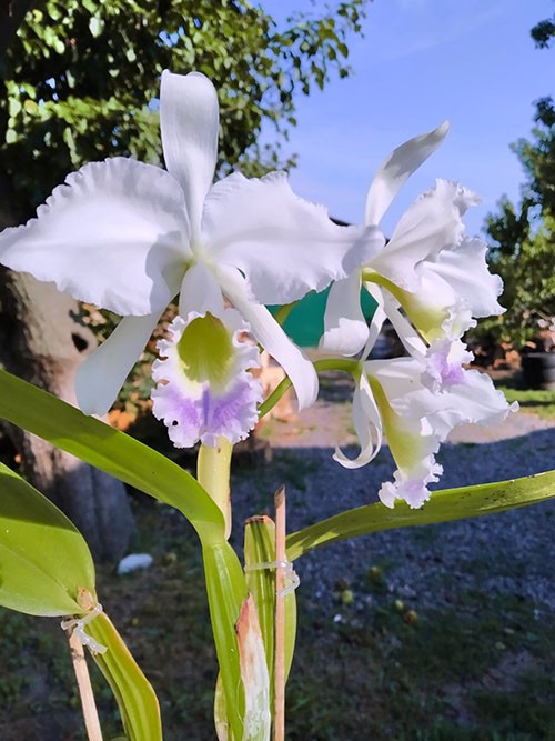 Cattleya gaskelliana coerulea 'Vista Linda' (Z-360) x Cattleya gaskelliana coerulea 'Boas Vista' (Z-360).jpg