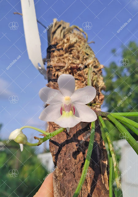 Holcoglossum rupestre.jpg
