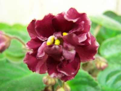 Гуляет цвет