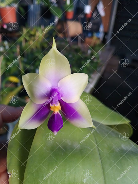 Phalaenopsis bellina blue.jpg