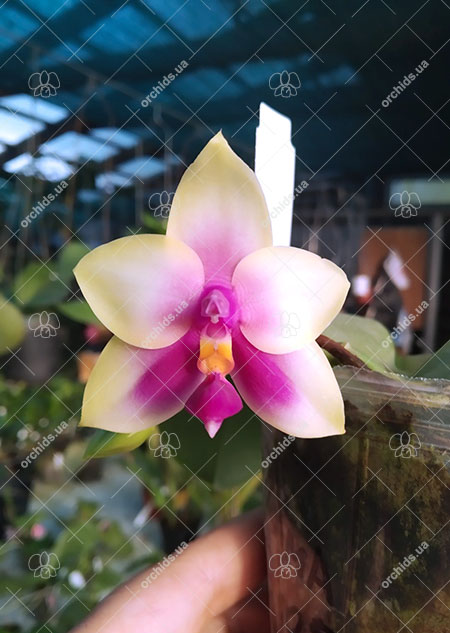 Phalaenopsis bellina 'Mituo'.jpg